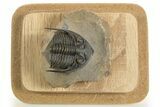 Beautiful Zlichovaspis Trilobite - Orange Eye Preservation #334933-1